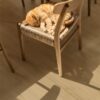 QUICK STEP_BLOOM_AVMPU40319